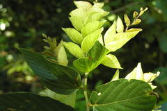 Flemingia bracteata